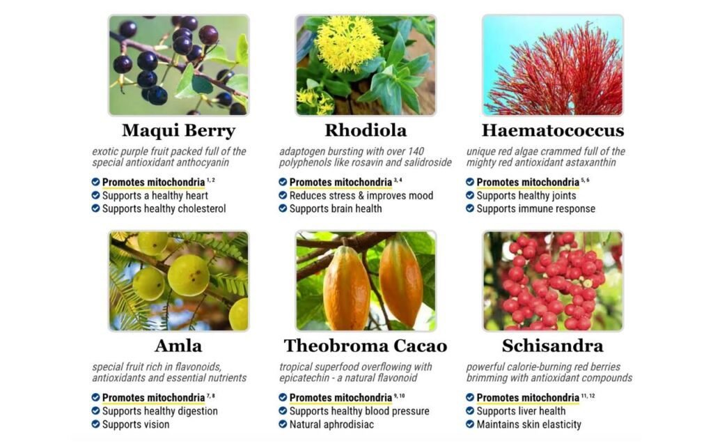 38100540 web1 m3 mitolyn ingredients 1024x640